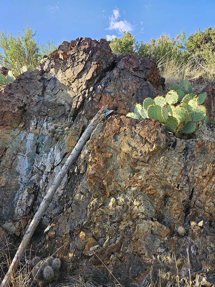 Cactus Blooms on Large Rock