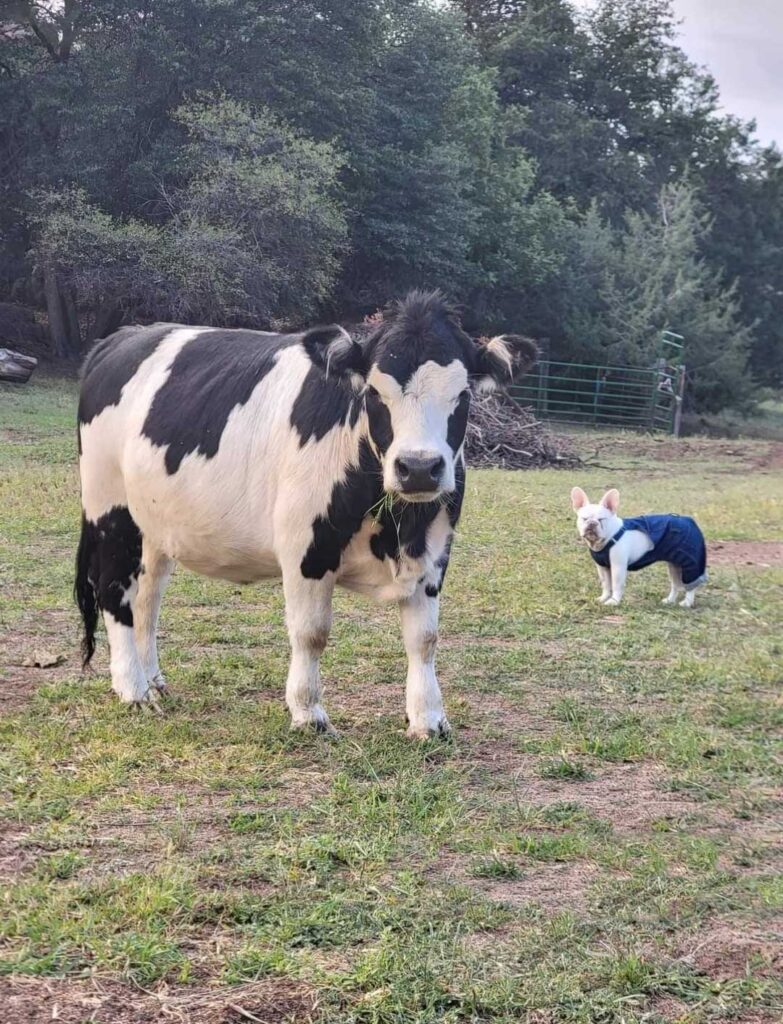 Small White Dog with Overalls and Black and White Milk Cow