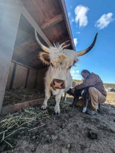 Man Feeding Calf Milk from Cow