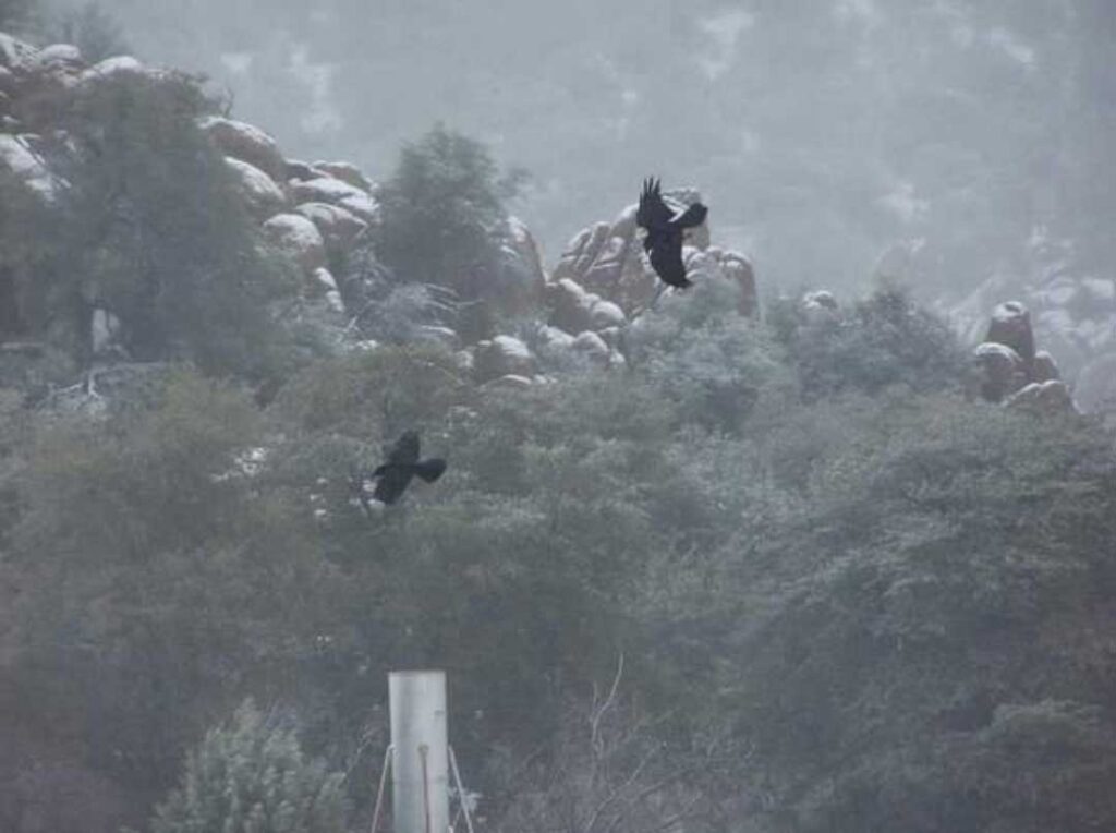 Raven Couple Flying Through Air