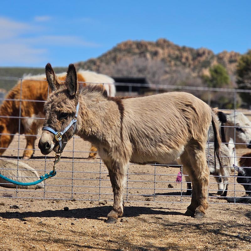 Mini Donkeys
